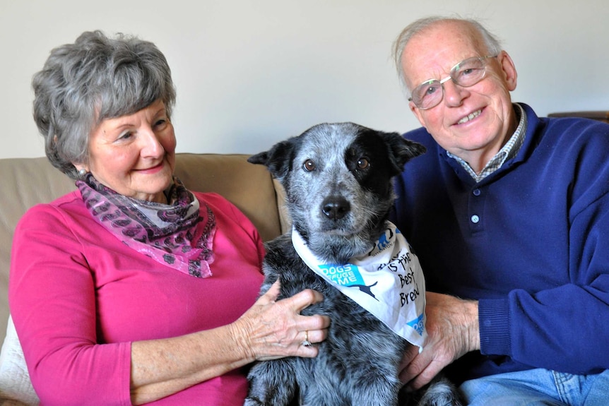 Mike and Joan Gourley sit on the couch with Hazel at their home. Hazel wearing adorable bandanna.