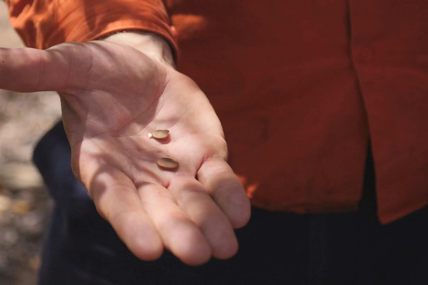 A close up of a man's hand holding two seeds in the palm