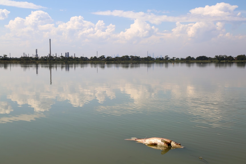 A dead fish floats on Cherry Lake with trees in the background.