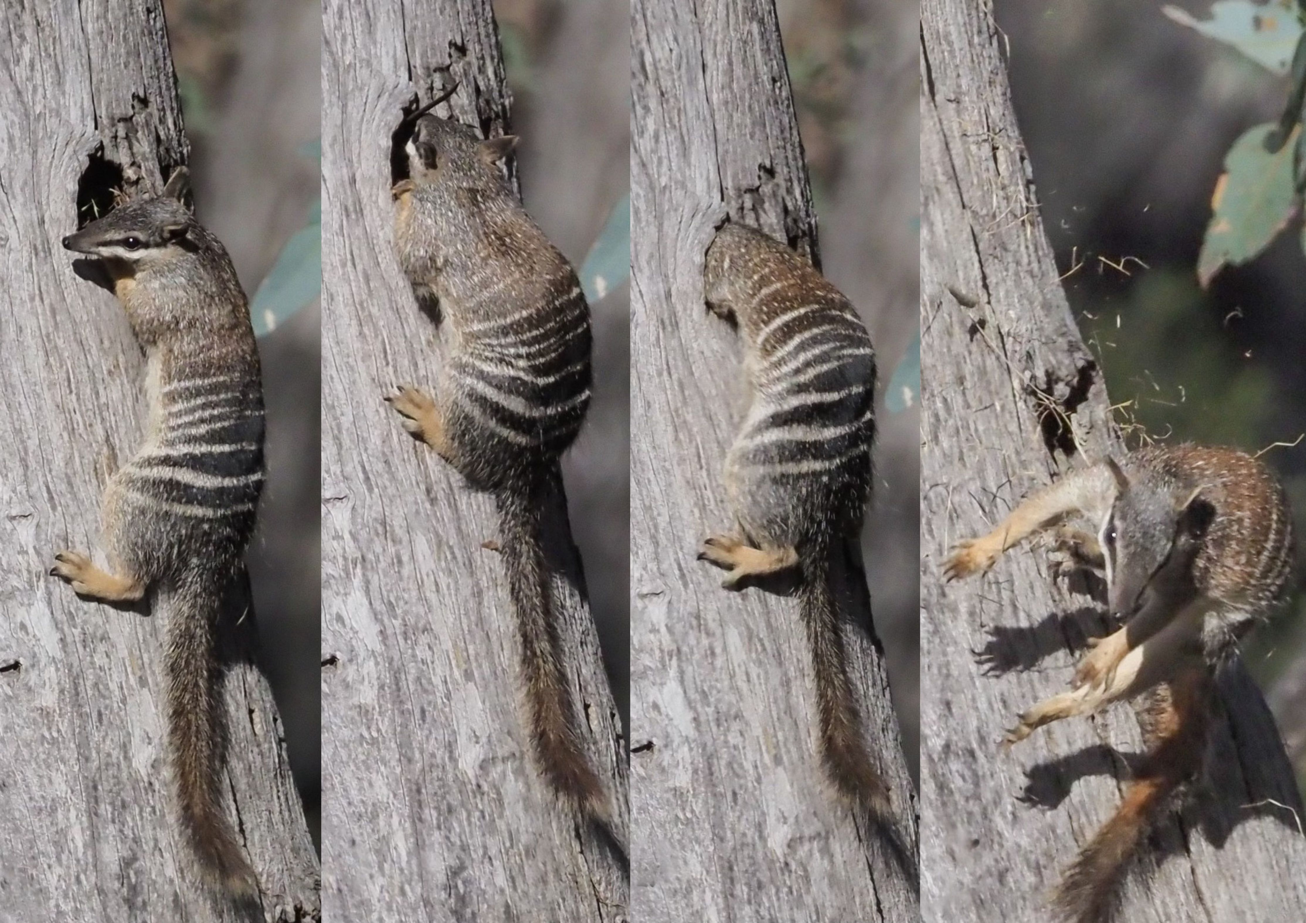 collage of four pics as a numbat falls out of a tree