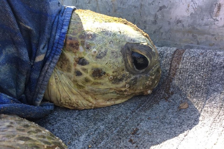 a large turtle with its eyes open lays on carpet with a towel draped over its shell