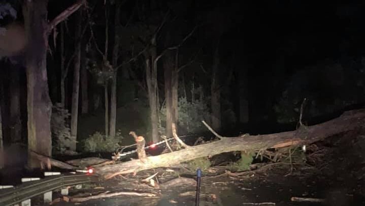 A fallen tree in Mersey.