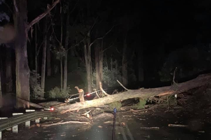 A fallen tree in Mersey.