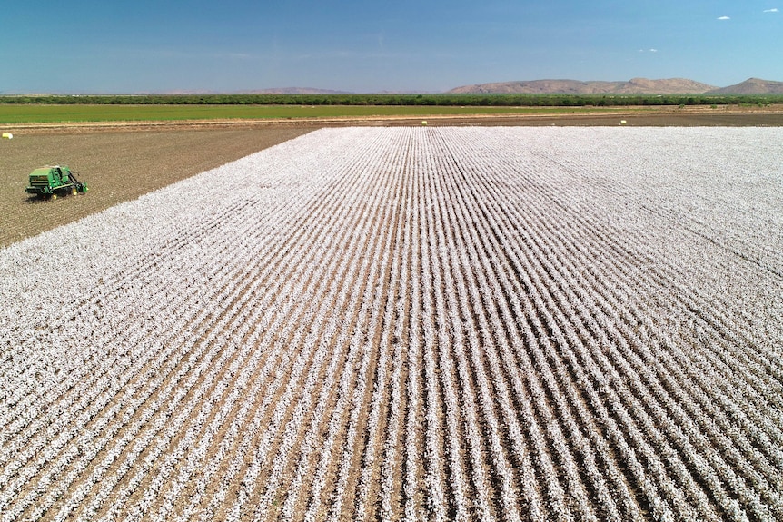 Aerial photo of cotton crop with picker in it and ranges in the distance