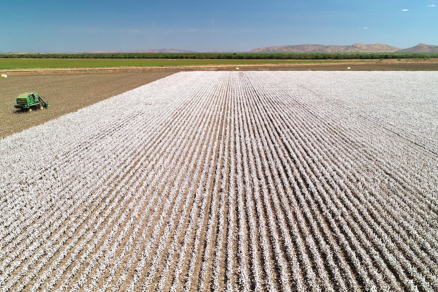 Foto aérea de cultivo de algodón con selector y rangos en la distancia