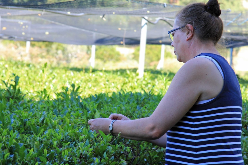 Jane checking the plants