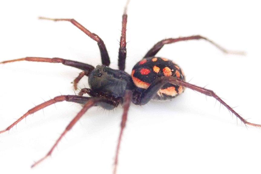 Spider with red abdomen.