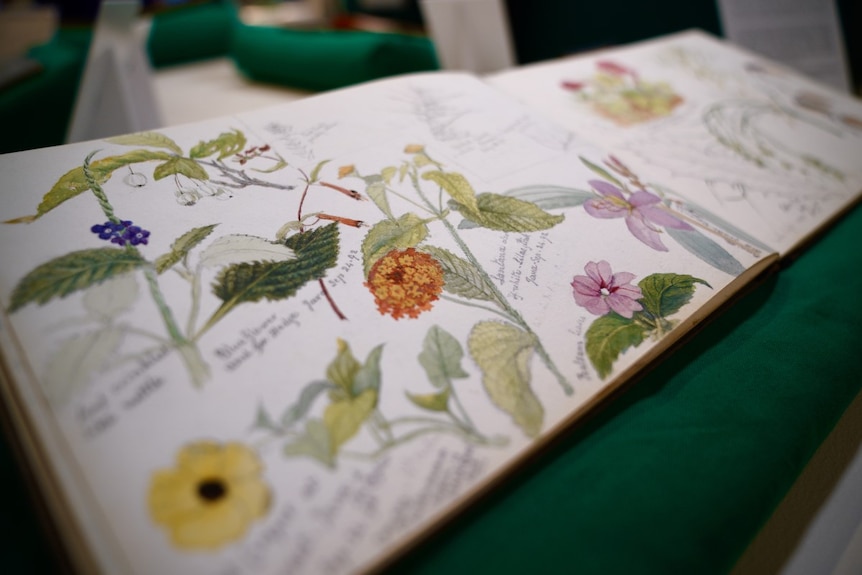 An old sketchbook open on a page of flowers painted in watercolours.