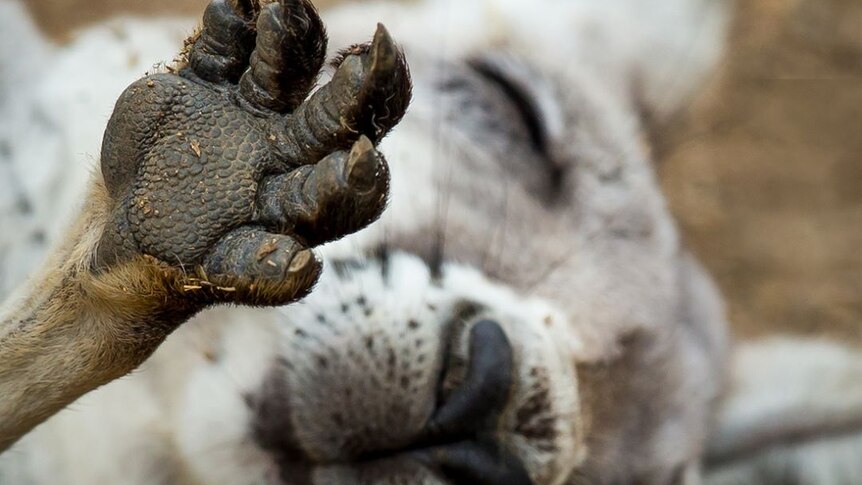 A kangaroo holds its paw up to its face as it sleeps.