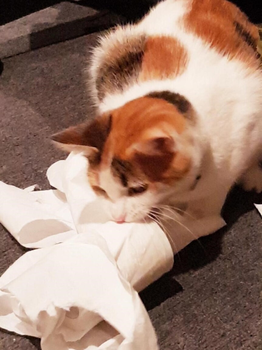 Jack the cat plays with some toilet paper