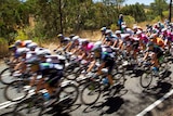 The Tour Down Under peloton approaches Hahndorf.