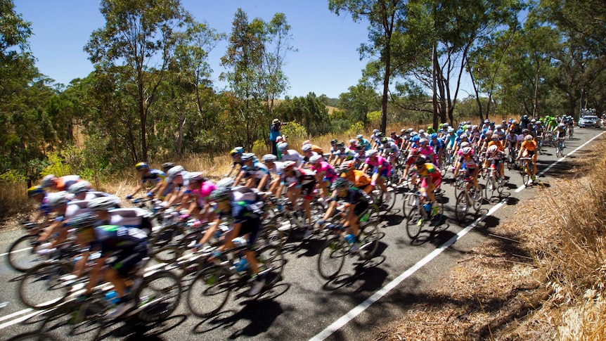 The Tour Down Under peloton approaches Hahndorf.