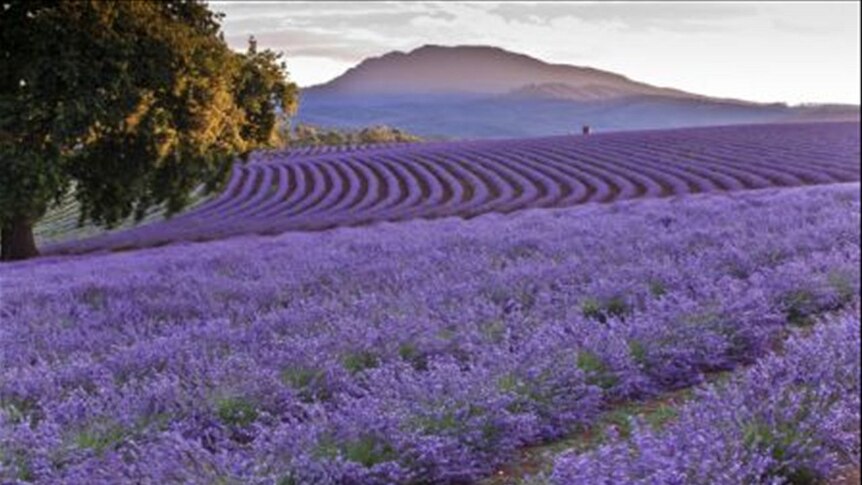 Bridestowe Estate, Lavender farm Nabowla, Tasmania