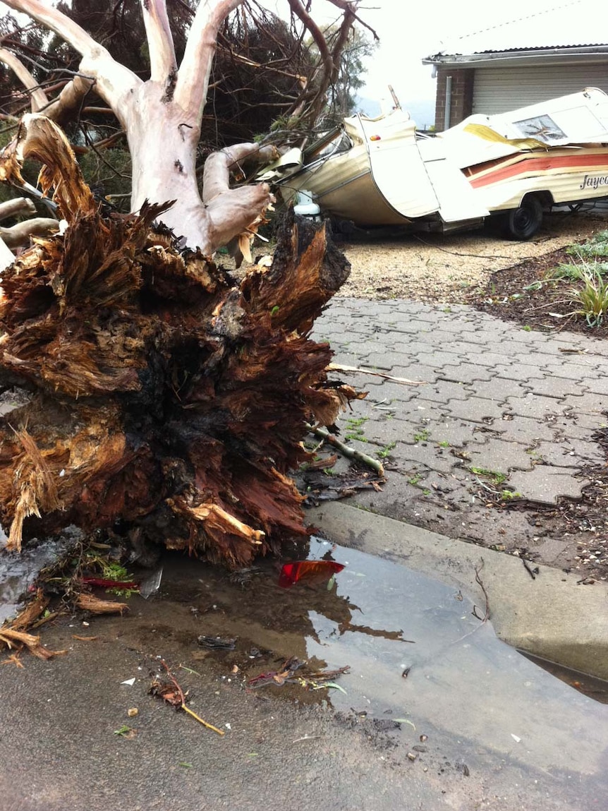 A fallen tree has crushed a caravan at suburban Windsor Gardens
