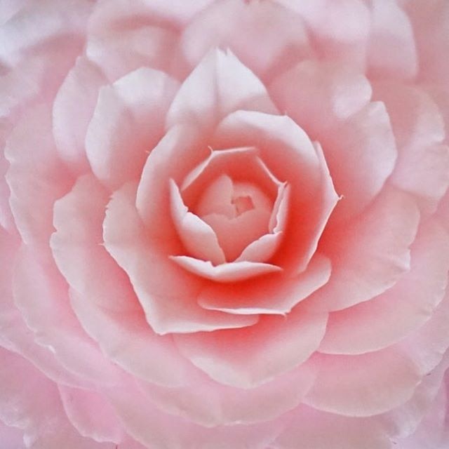 Close up of pale pink flower