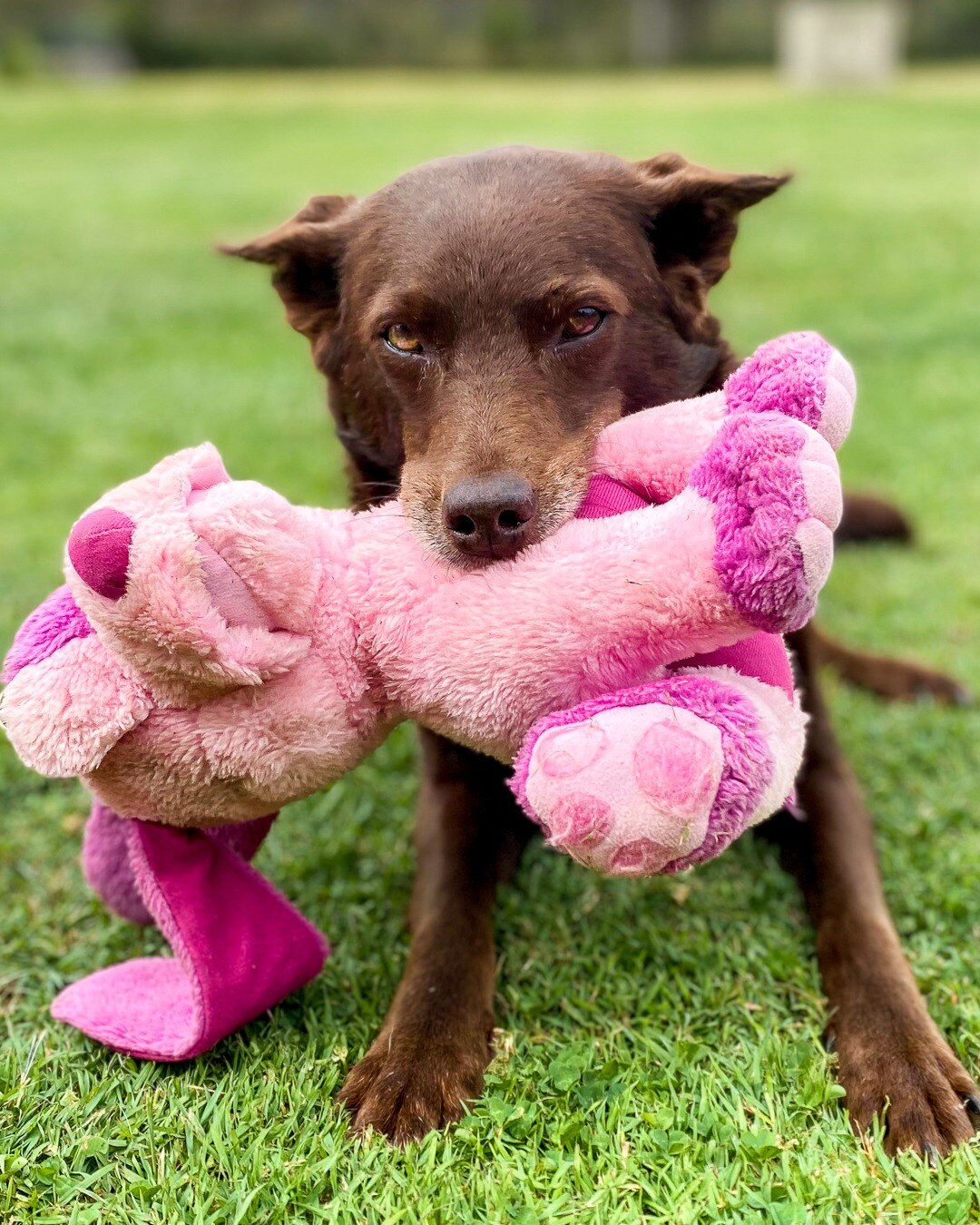 Do Rspca Put Down Dogs