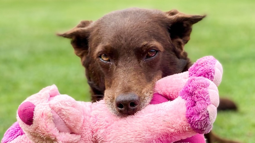 A brown kelpie dog sitting with a pink toy in her mouth.