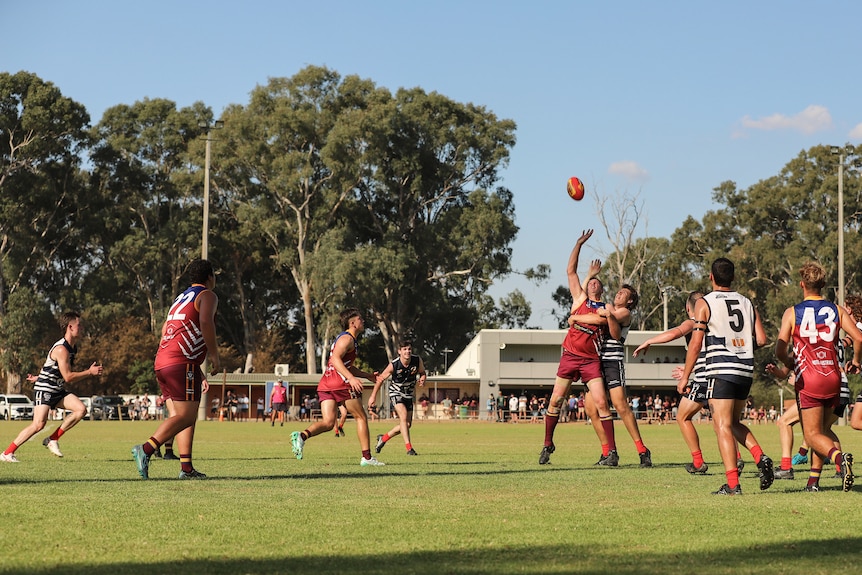 Men wearing different coloured uniforms compete in a country Australian rules football  match, with gum trees in background