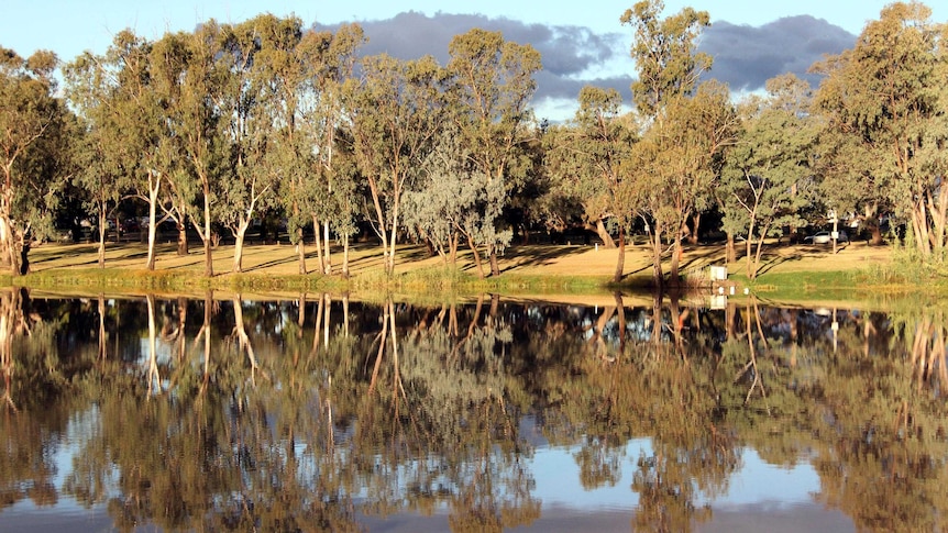 Trees reflected in the Balonne River.