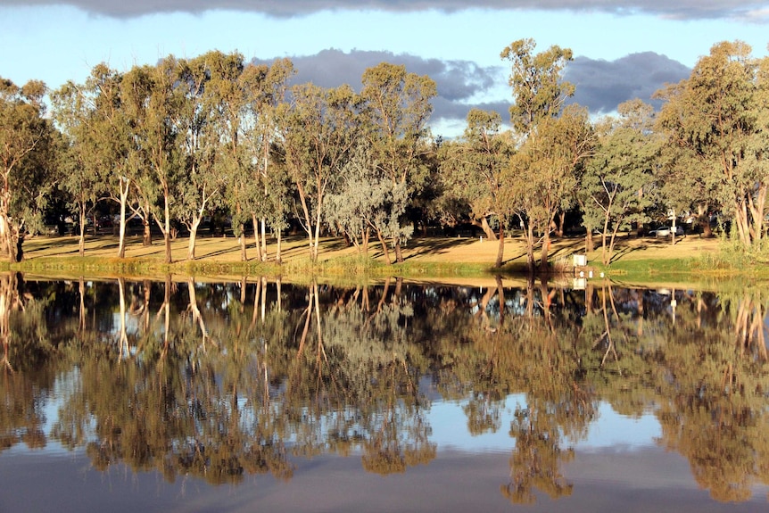 Trees reflected in the Balonne River.
