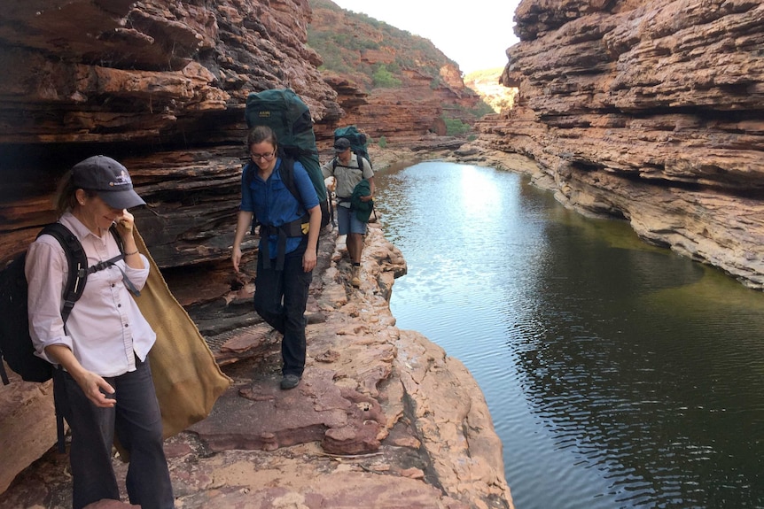 DPaW staff walking in the Kalbarri gorge area, looking for black-flanked rock wallabies