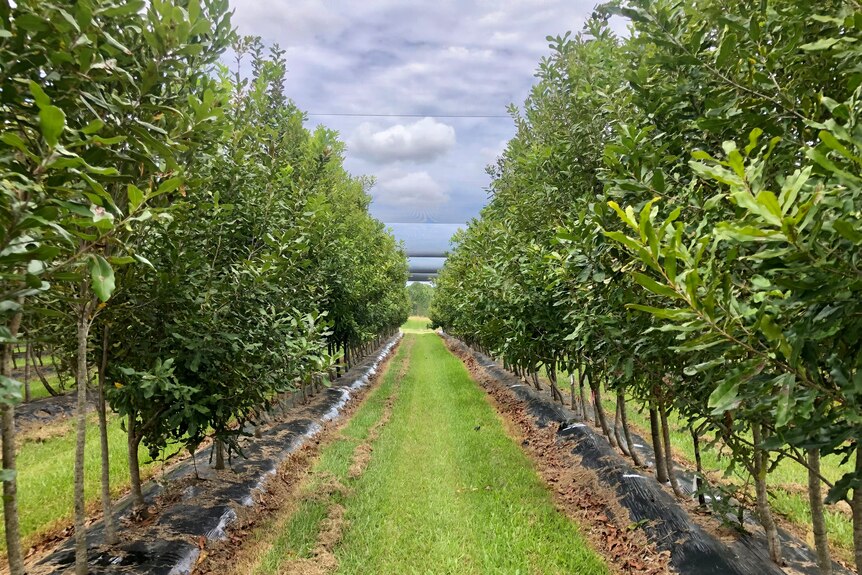 Young macadamia trees grown in rows.