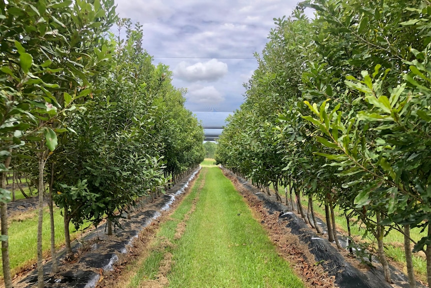 Young macadamia trees grown in rows.