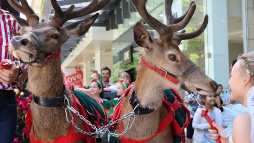 Live reindeer in the Queen Street Mall.