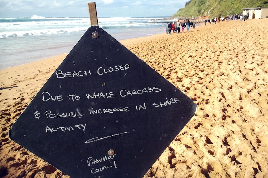 Sign on Newport Beach, after a dead humpback whale washed up in an ocean pool at the beach.
