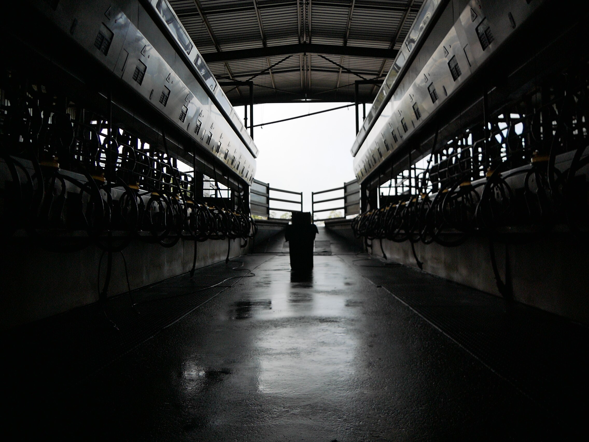 Looking out from inside a darkened dairy into the bright sunlight. The view is between tow rows of milking machines