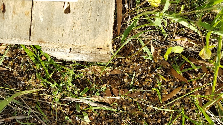 Dead bees on the ground near a hive
