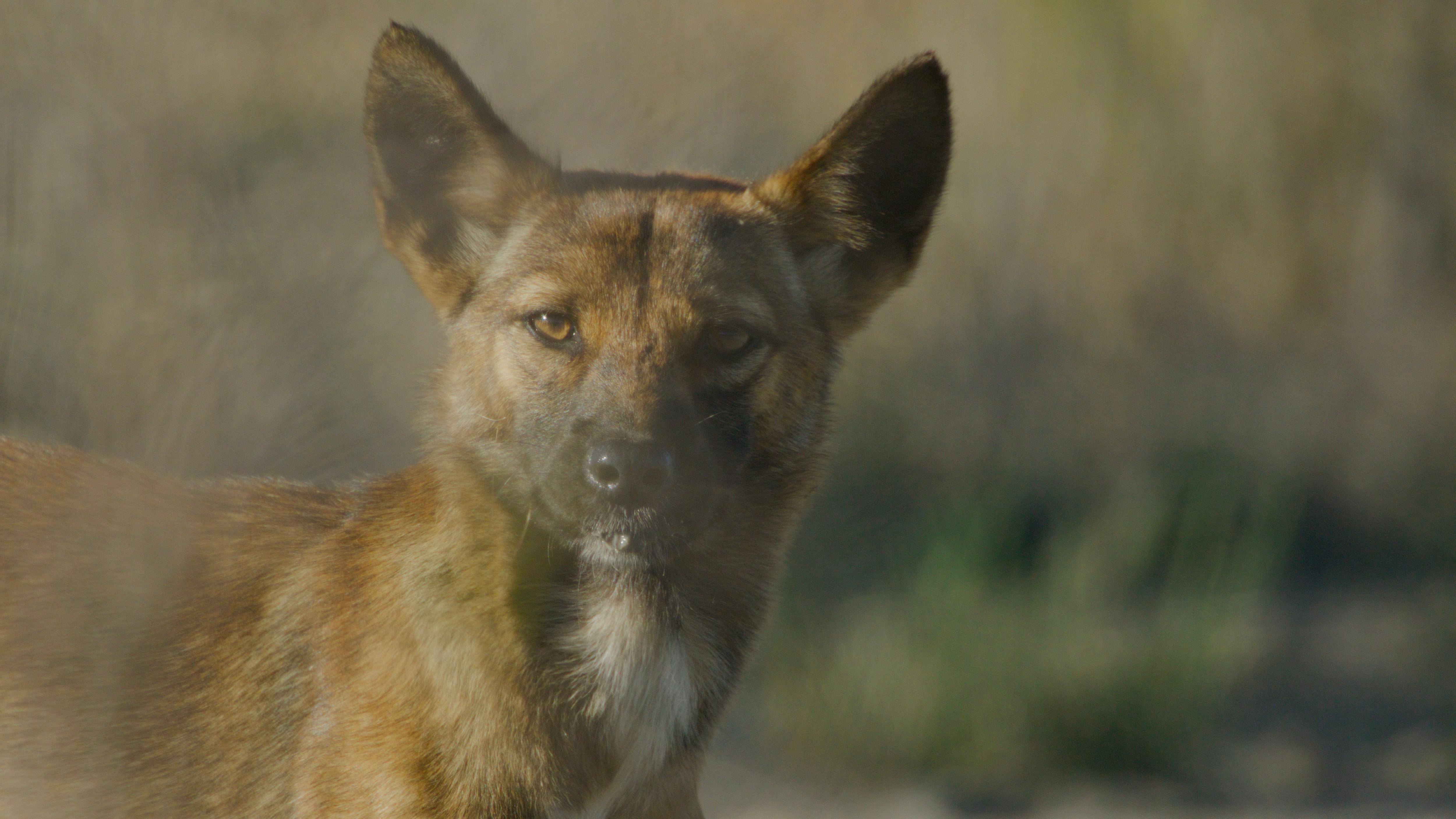 Big Desert dingoes could be first to get national protection