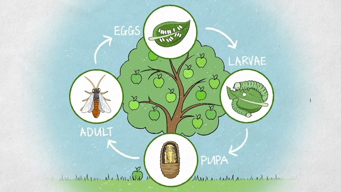 Pear and Cherry Slug Lifecycle Image