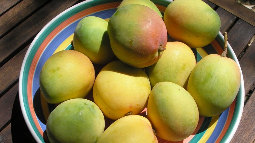 Growers in the East Kimberley are reporting an unusual mango crop this year.