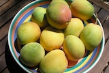 Growers in the East Kimberley are reporting an unusual mango crop this year.