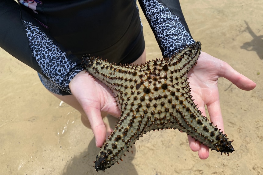 A high school student holds a large brown spotted starfish on their palms.