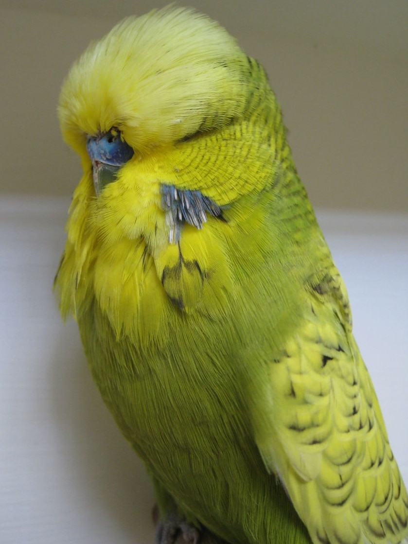 The champion young bird at the Eastern Budgerigar Society show.