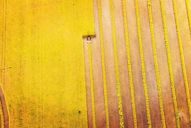 Aerial view of canola harvest