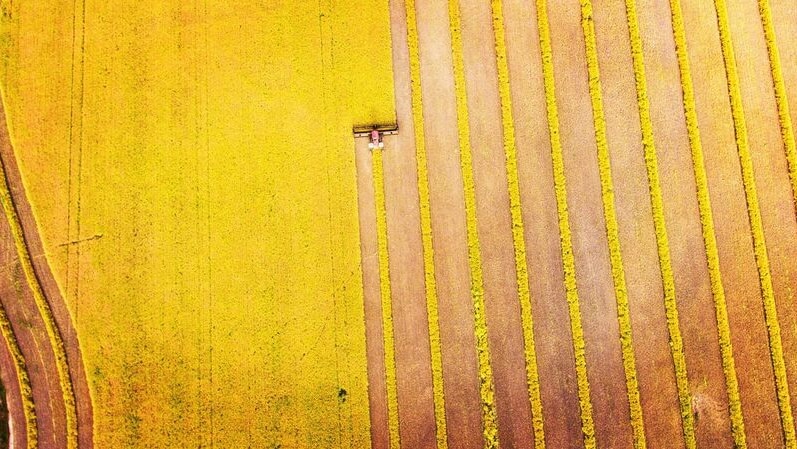 Aerial view of canola harvest