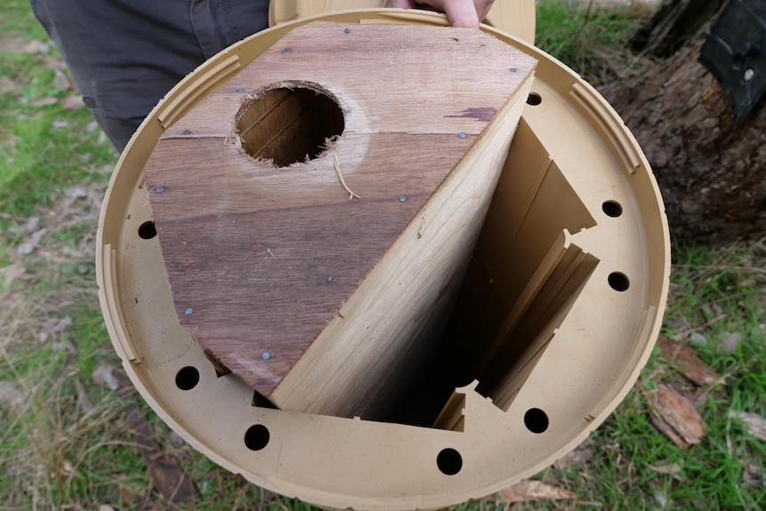 A nest box sits open, with its wooden inside only half used, to accommodate the Turquoise Parrot.