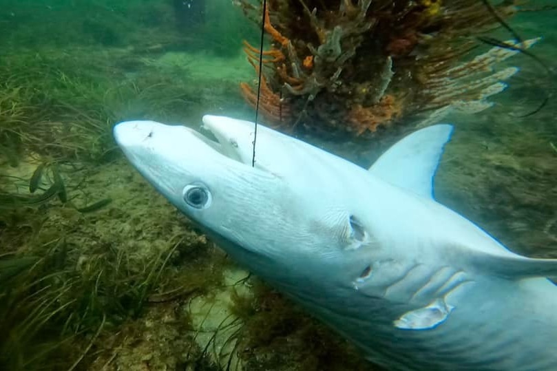 A dead tiger shark with a line in it.