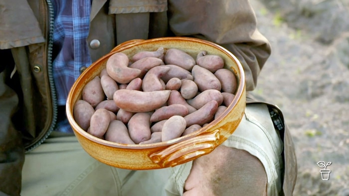 Hand holding a bowl filled with potatoes