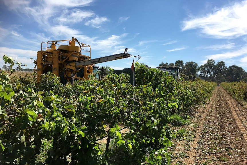 Harvesting grapes at Kalleske vineyard in the Barossa Valley.