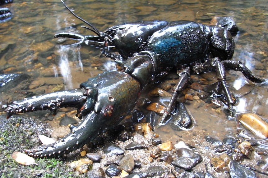 A large freshwater crayfish in the shallows close to a creek bank.