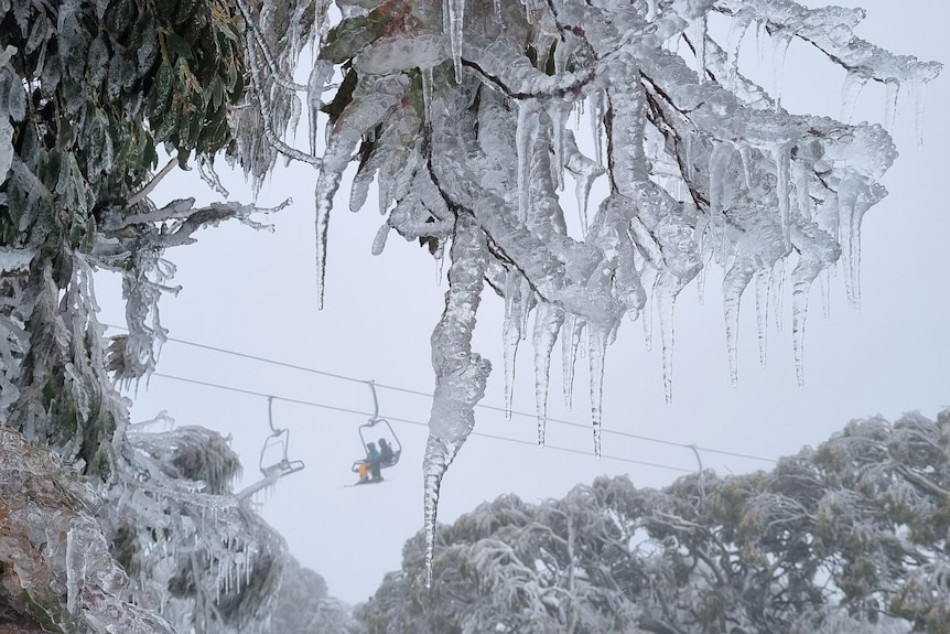 Ice crystals hang off a snow gum with skiers travelling on a ski lift in the background,.