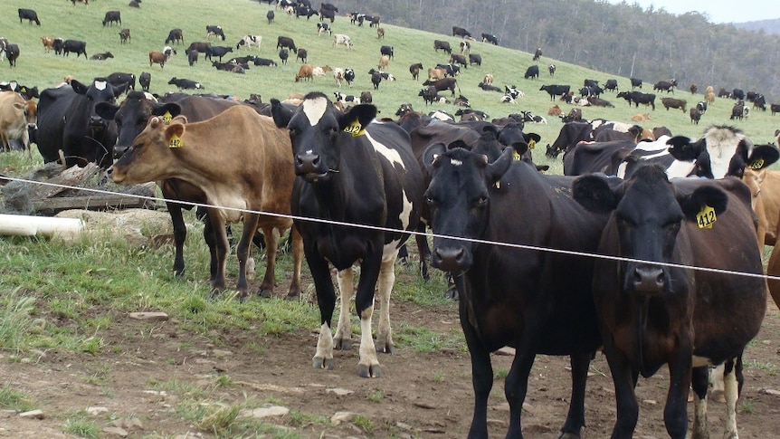 Tasmanian dairy industry inquiry announced