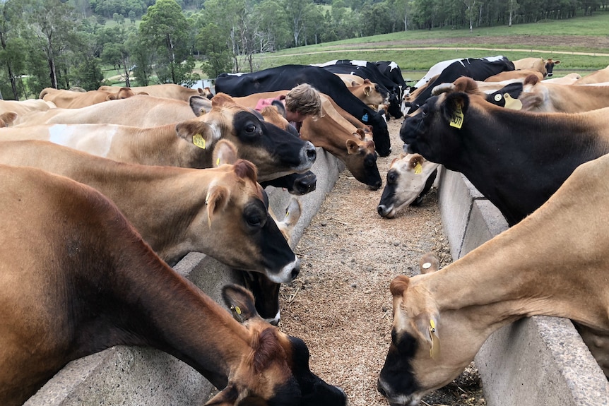 Dairy cows eating from a long trough.