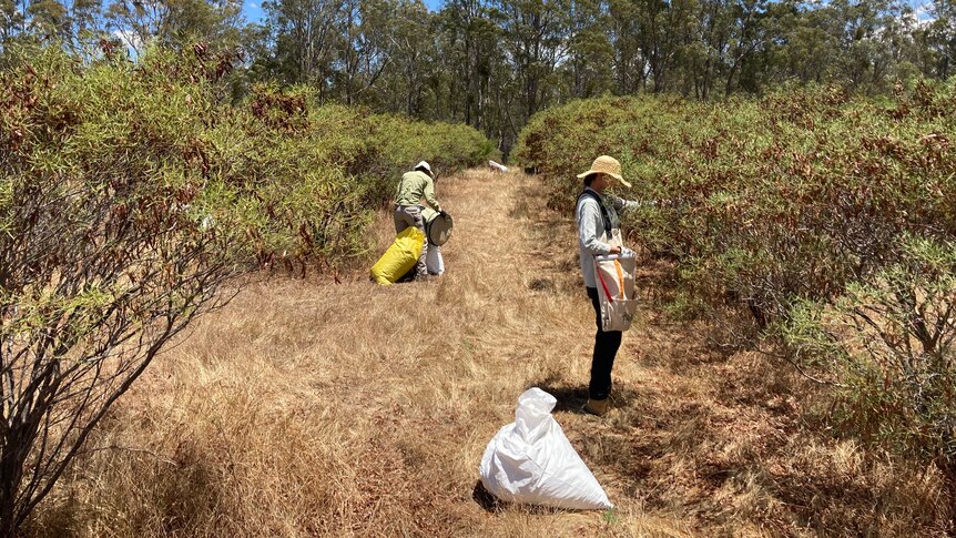 People with bags collecting native seeds in the bush.