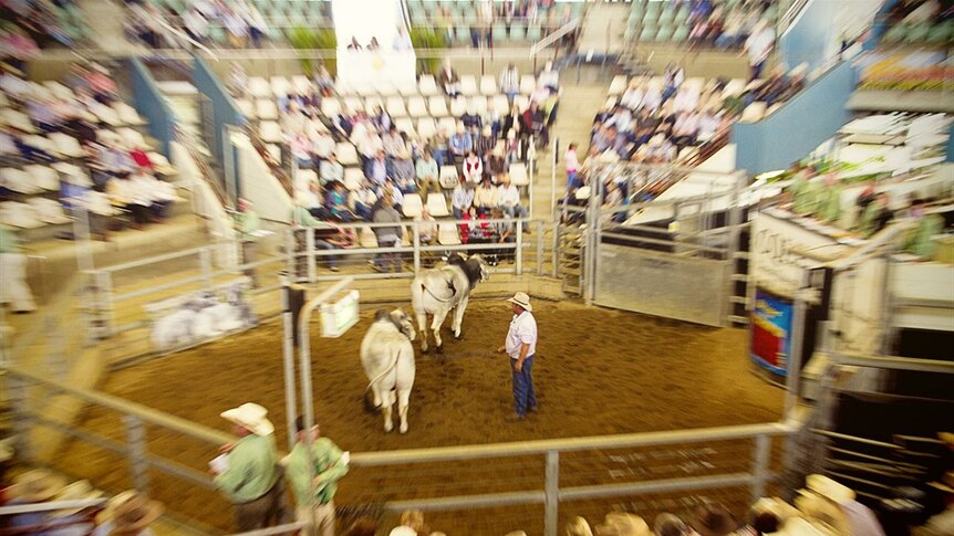 Bulls being sold during Brahman Week at the Gracemere Saleyards near Rockhampton