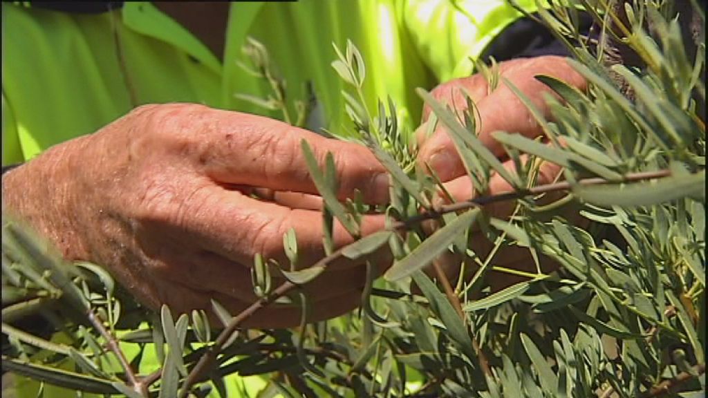 Native Australian timber faces extinction - ABC News